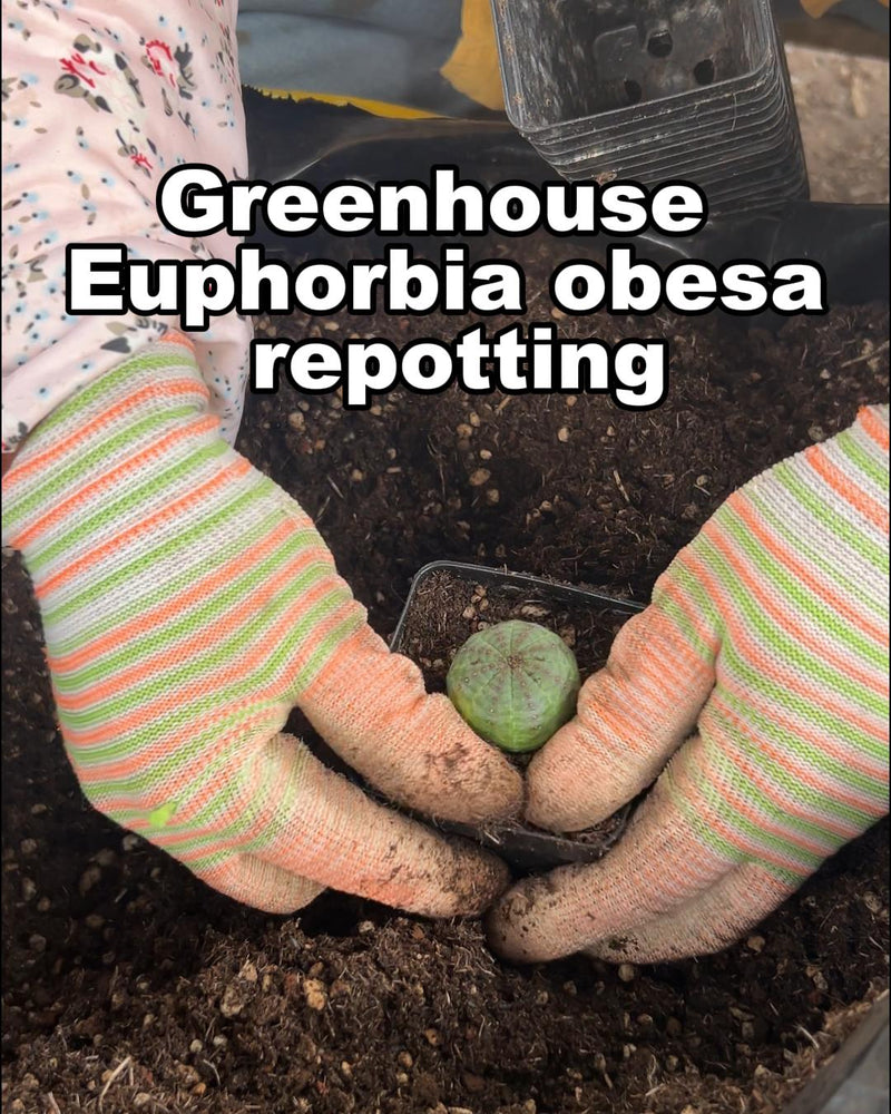 Euphorbia obesa are being repotted like crazy right now...