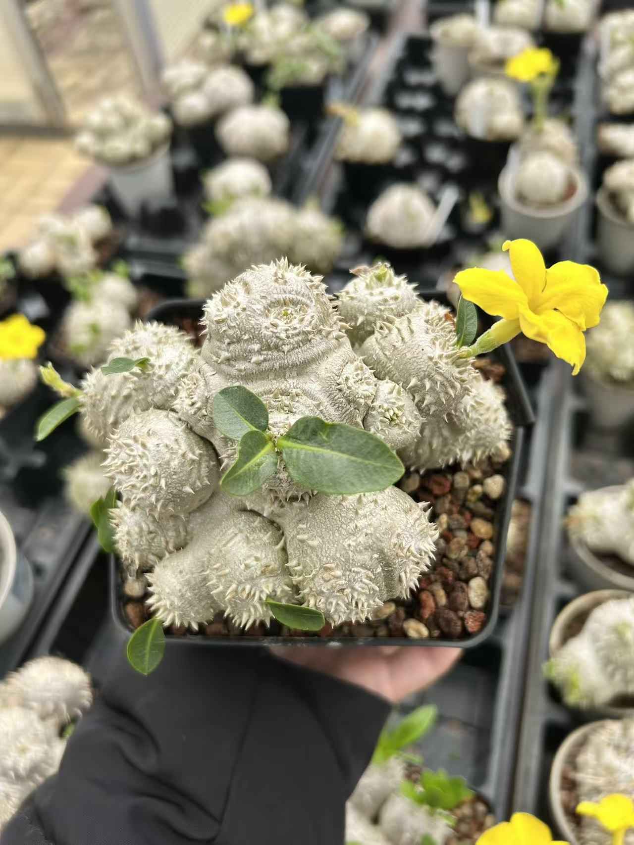 Pachypodium brevicaule in bloom! - BotanicalCollector