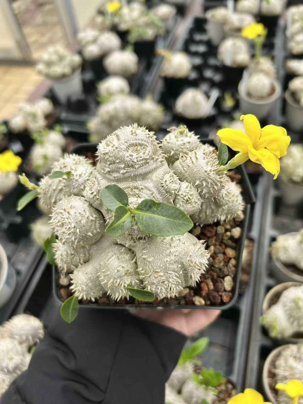 Pachypodium brevicaule in bloom! - BotanicalCollector