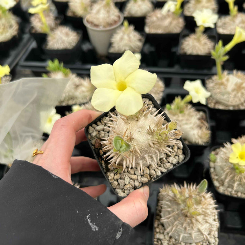 The flower color of P. brevicaule subsp. leucoxanthum is not always pure white - BotanicalCollector