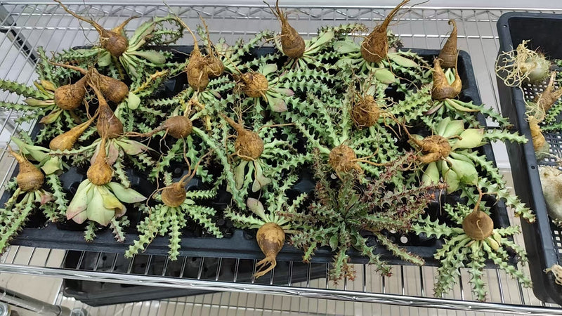 Euphorbia fanshawei | Bare-root display-Bare-root plants photo collection-BotanicalCollector