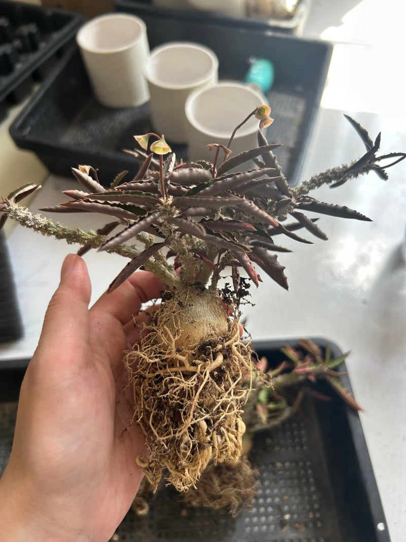 Euphorbia suzannae-marnierae | Bare-root display