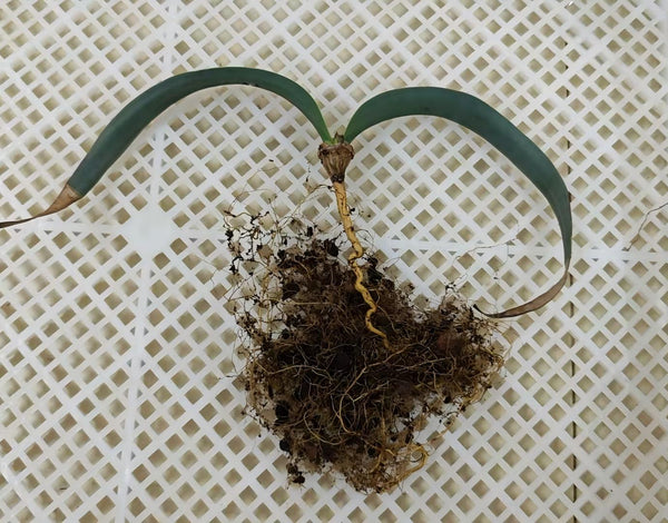 Welwitschia mirabilis bare-root specimen with distinctive leaves and visible roots
