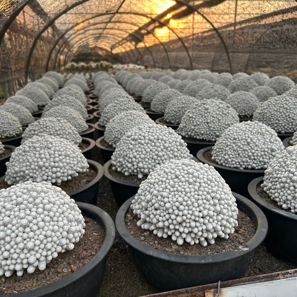 Multi-headed Mammillaria humboldtii cactus photographed in golden sunset light