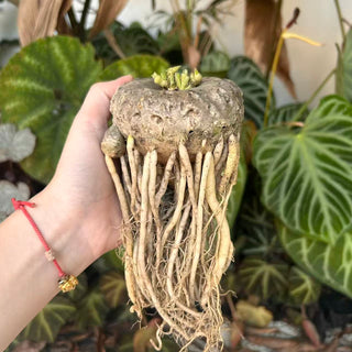 Bare-Root Plant Share-Daily Sharing-BotanicalCollector