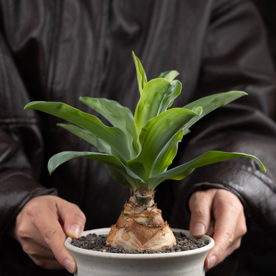 Veltheimia capensis | Bare-root display-Bare-root plants photo collection-BotanicalCollector
