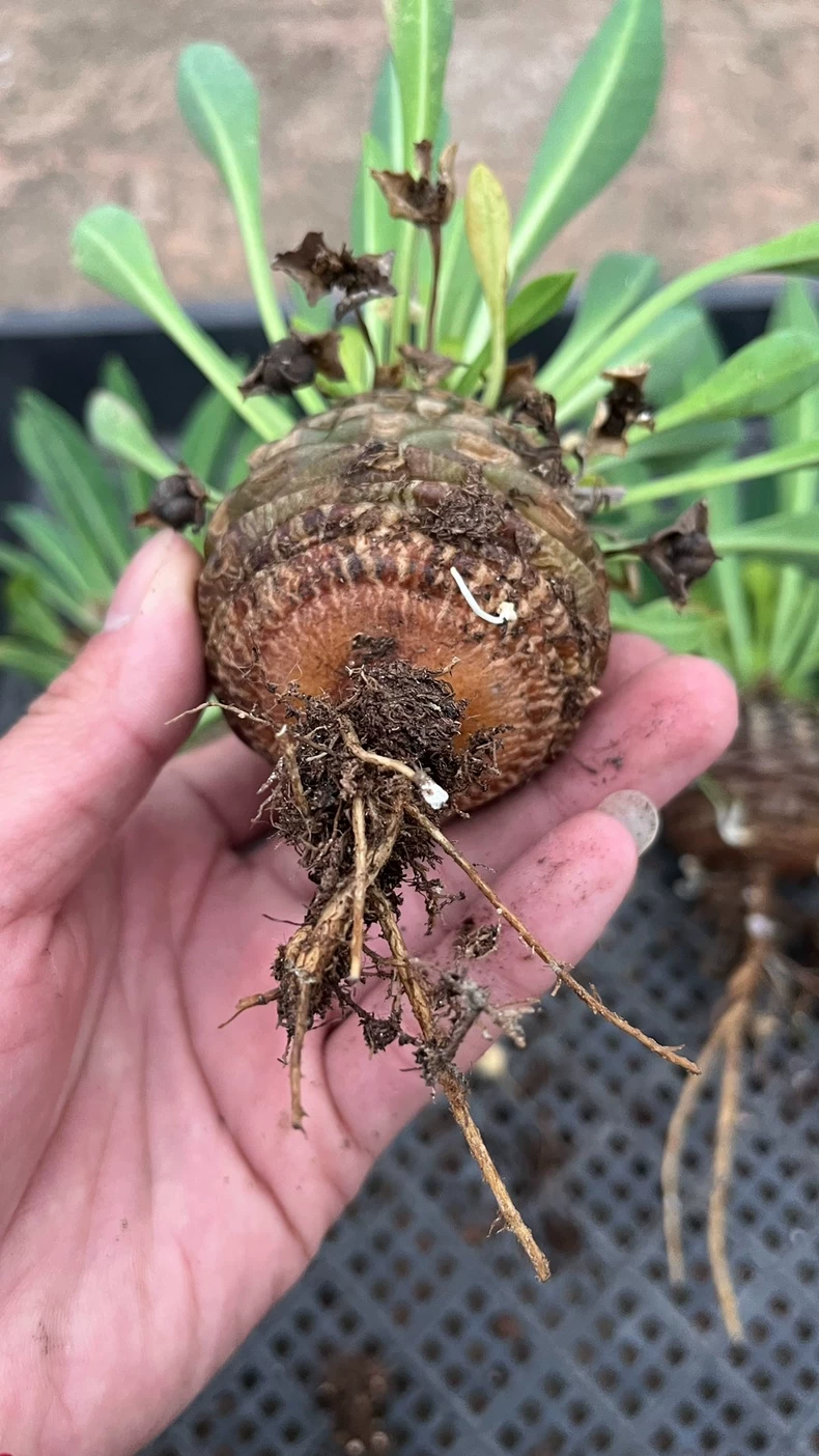Euphorbia bupleurifolia | Bare-root display-Bare-root plants photo collection-BotanicalCollector