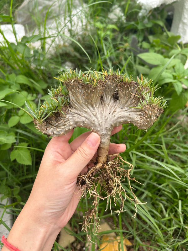 Crested Pachypodium rosulatum var. gracilius | Bare-root display