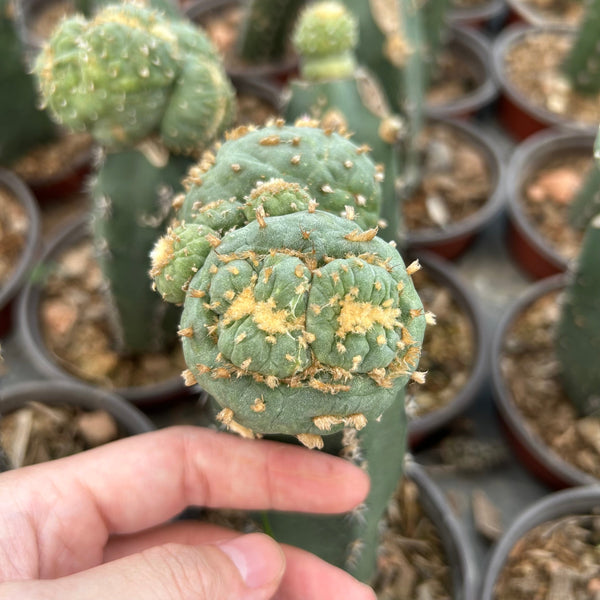 Some interesting grafted Lophophora fricii
