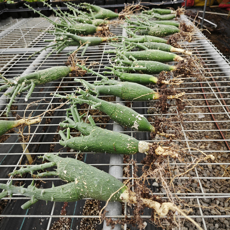 Adenia globosa | Bare-root display-Bare-root plants photo collection-BotanicalCollector