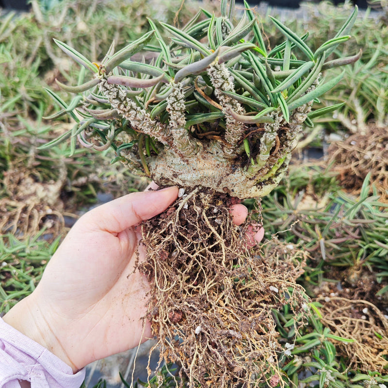 Euphorbia cylindrifolia | Bare-root display