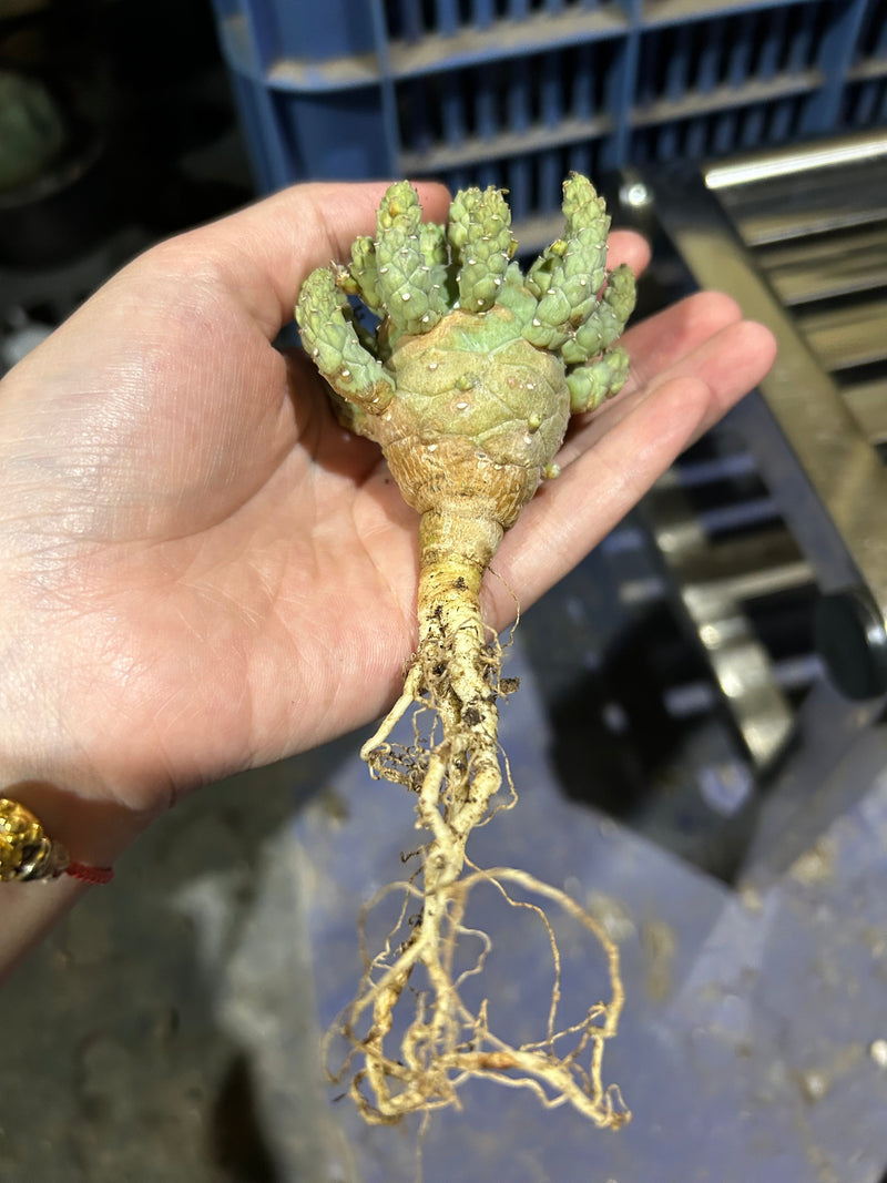Euphorbia ramiglans | Bare-root display