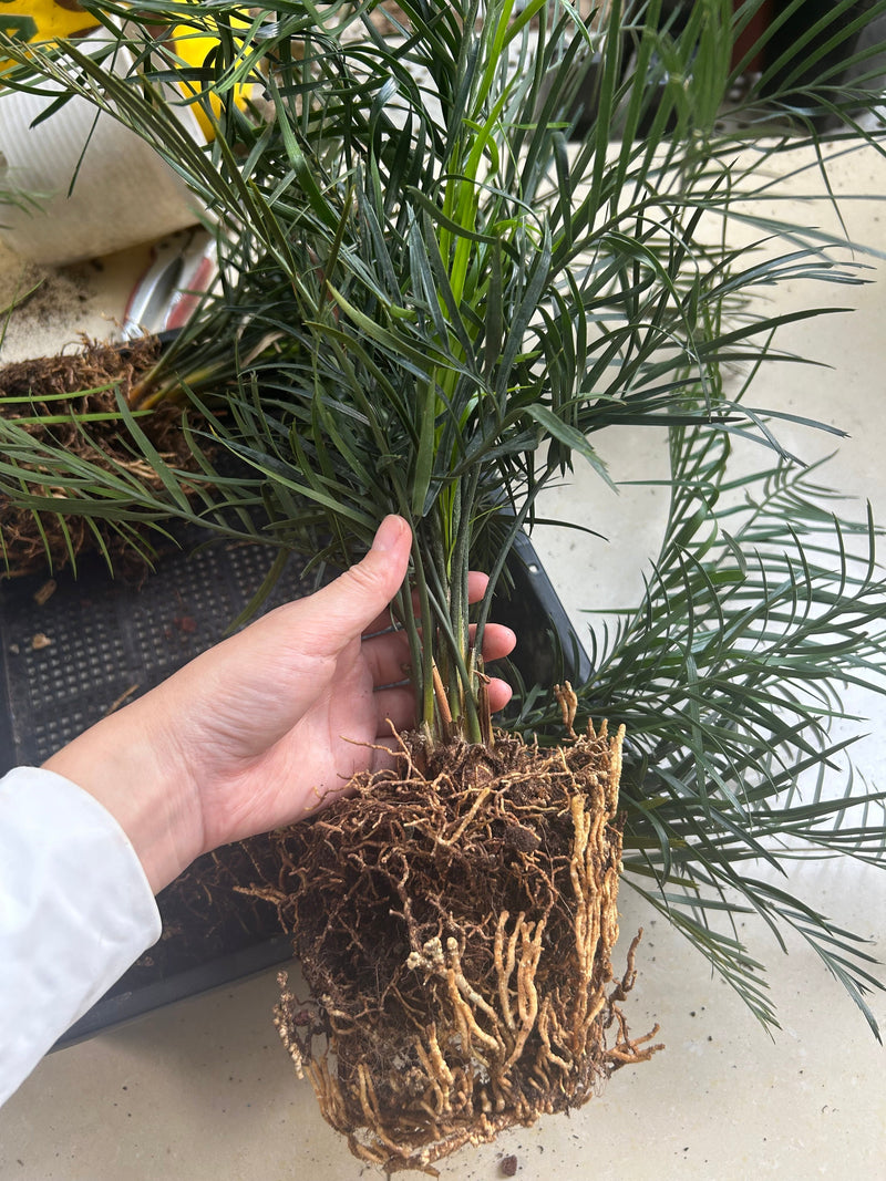 Macrozamia communis | Bare-root display