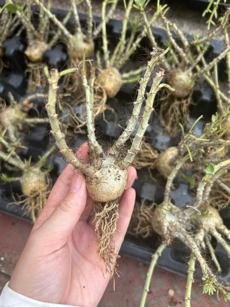 Jatropha marginata | Bare-root display