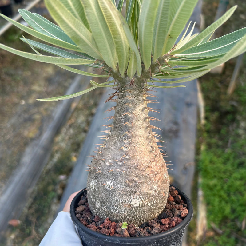 Sharing some bottle-shaped Pachypodium rosulatum var. gracilius