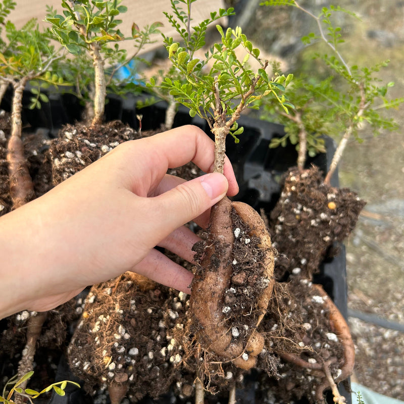 Operculicarya pachypus | Bare-root display
