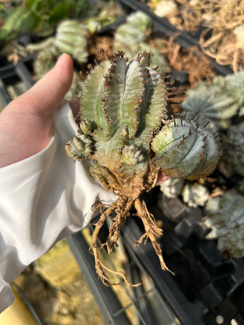 Euphorbia horrida | Bare-root display