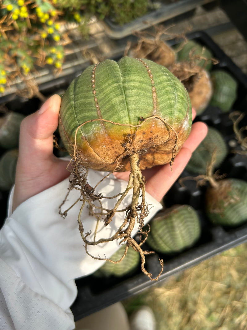 Euphorbia obesa | Bare-root display