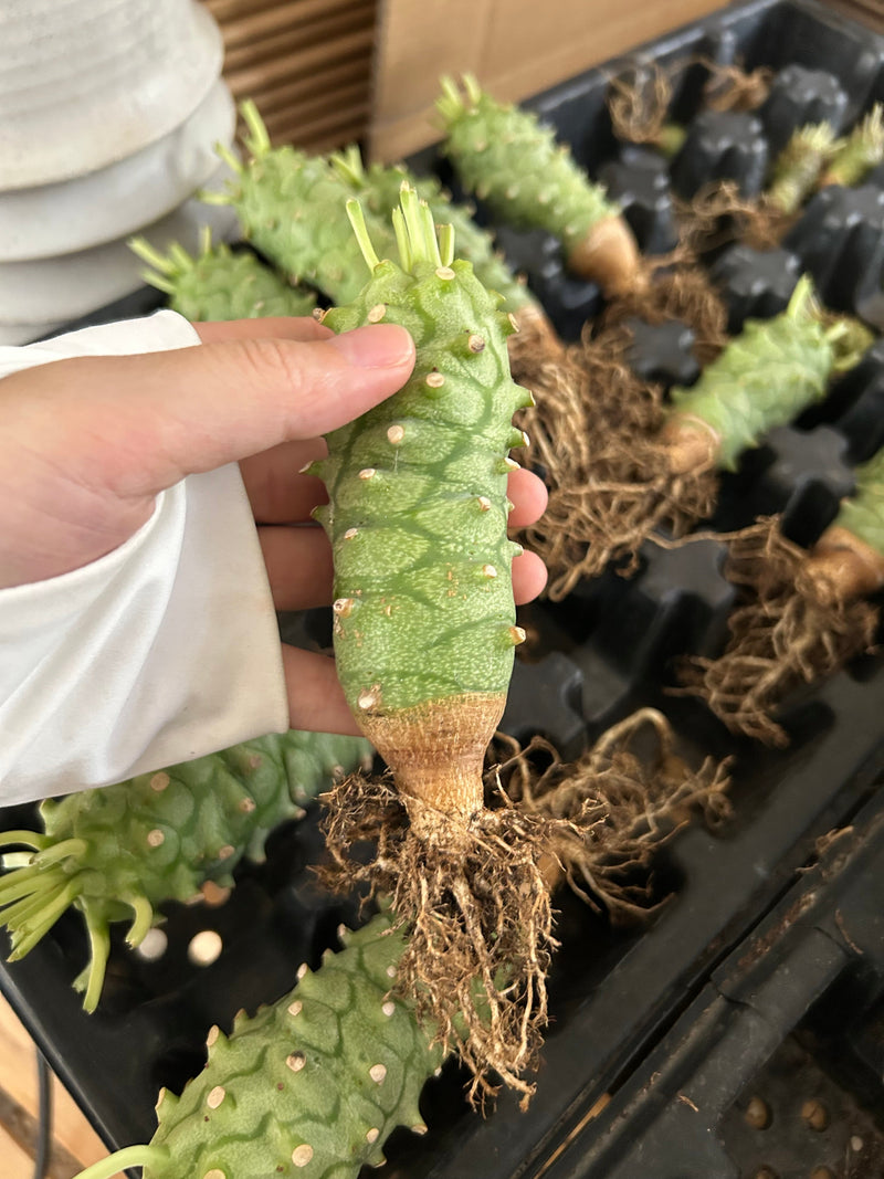 Euphorbia monteiroi | Bare-root display