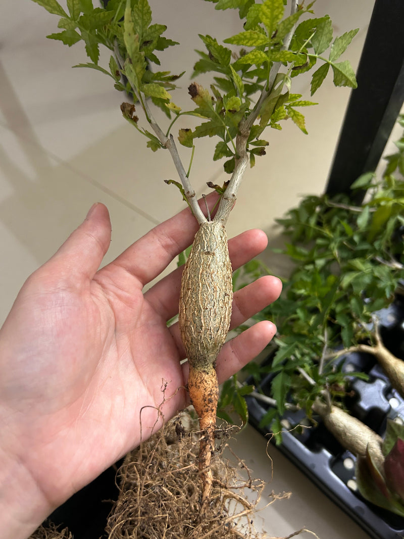 Bursera fagaroides | Bare-root display