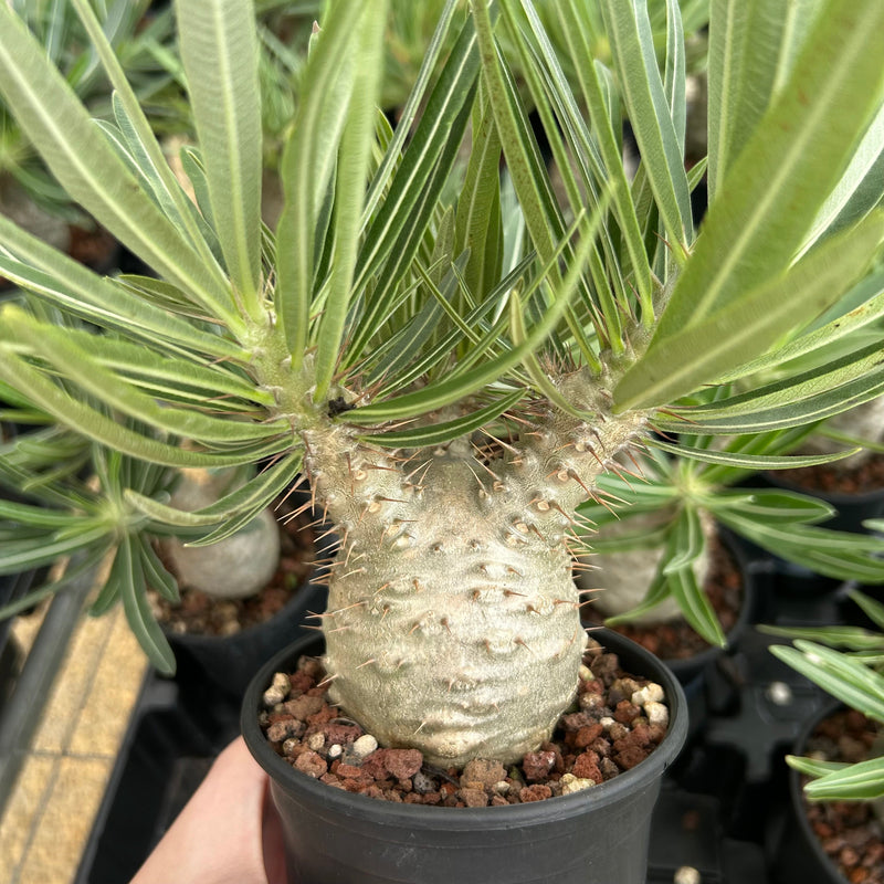 How to Make Your Pachypodium rosulatum var. gracilius Chubby-Daily Sharing-BotanicalCollector