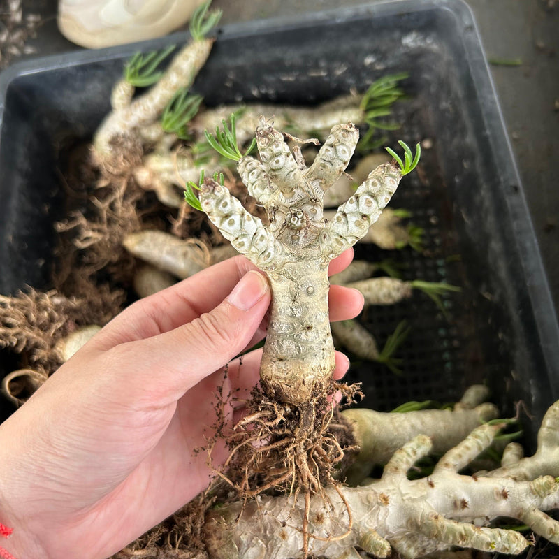 Tylecodon reticulatus | Bare-root display