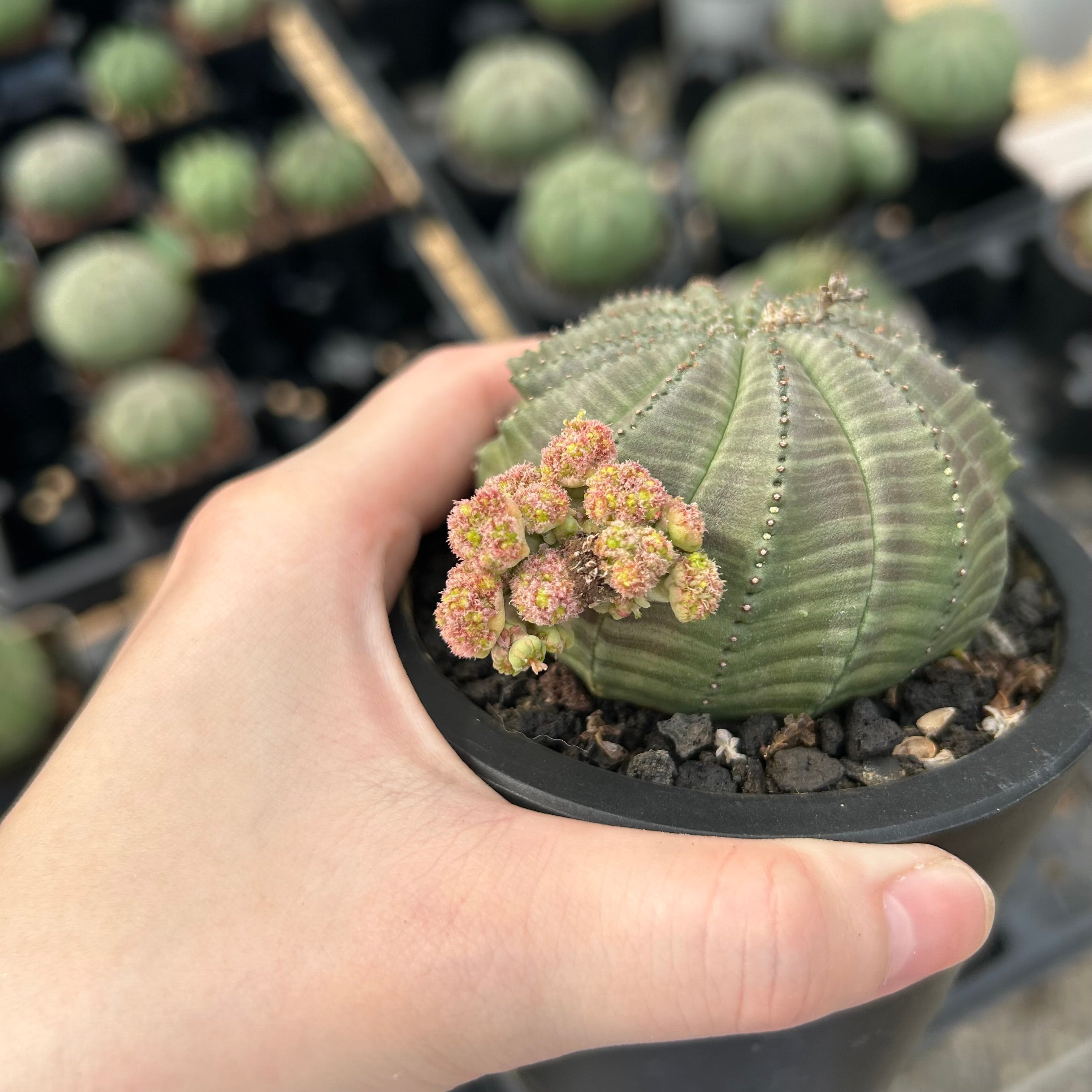 Euphorbia monteiroi in Bloom | Daily Sharing | BotanicalColl