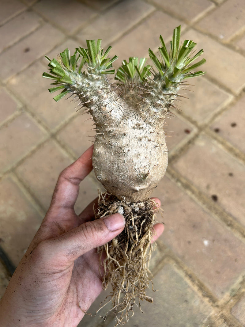 Pachypodium rosulatum var. gracilius | Bare-root display