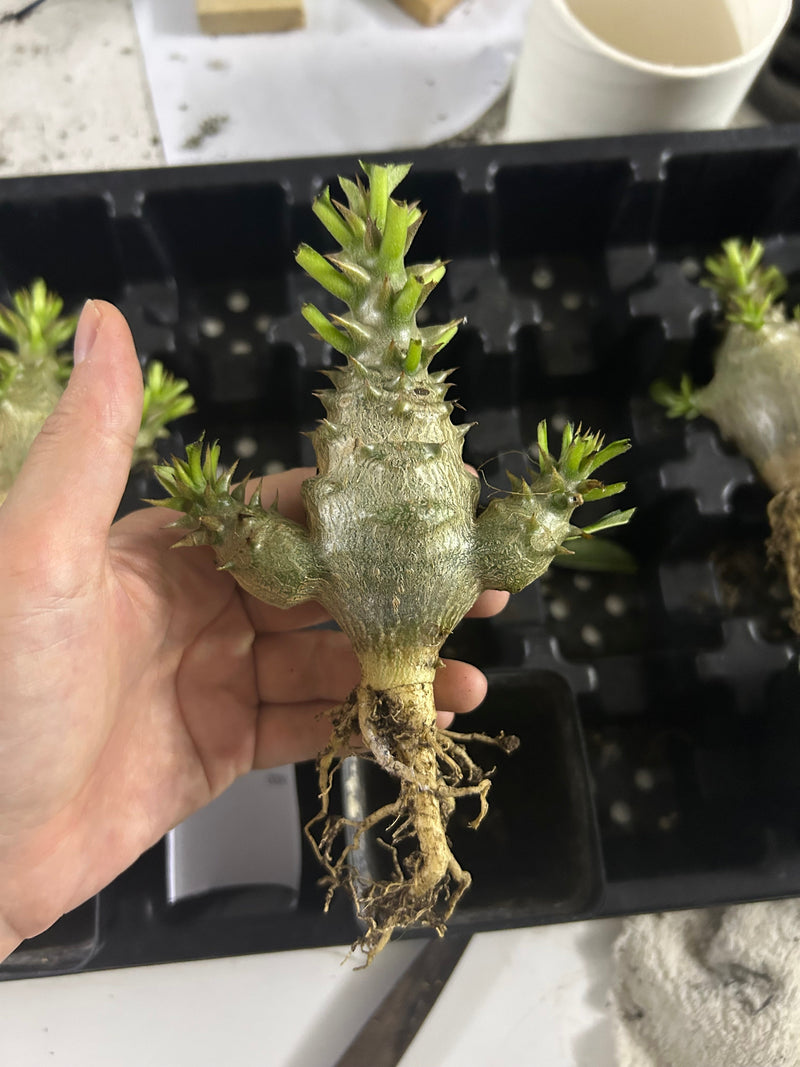 Pachypodium baronii var.windsorii | Bare-root display
