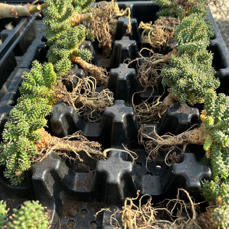 Euphorbia atroviridis | Bare-root display