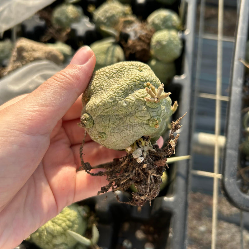 Pseudolithos migiurtinus | Bare-root display