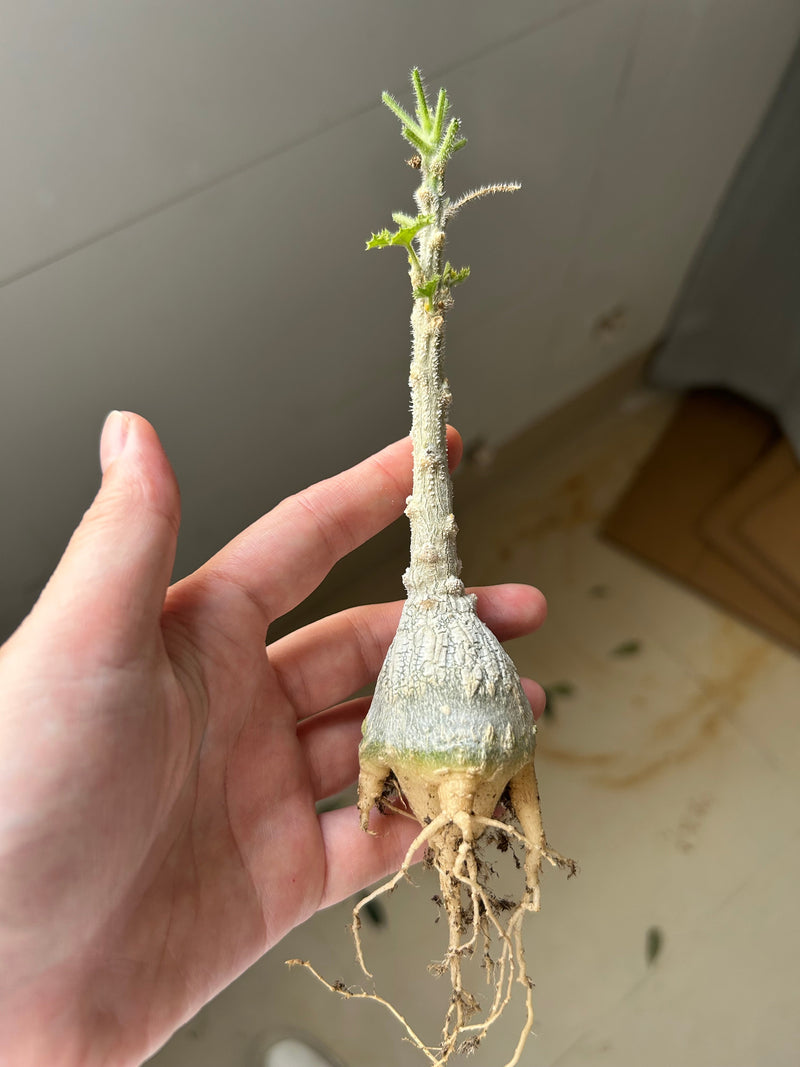 Dendrosicyos socotranus | Bare-root display