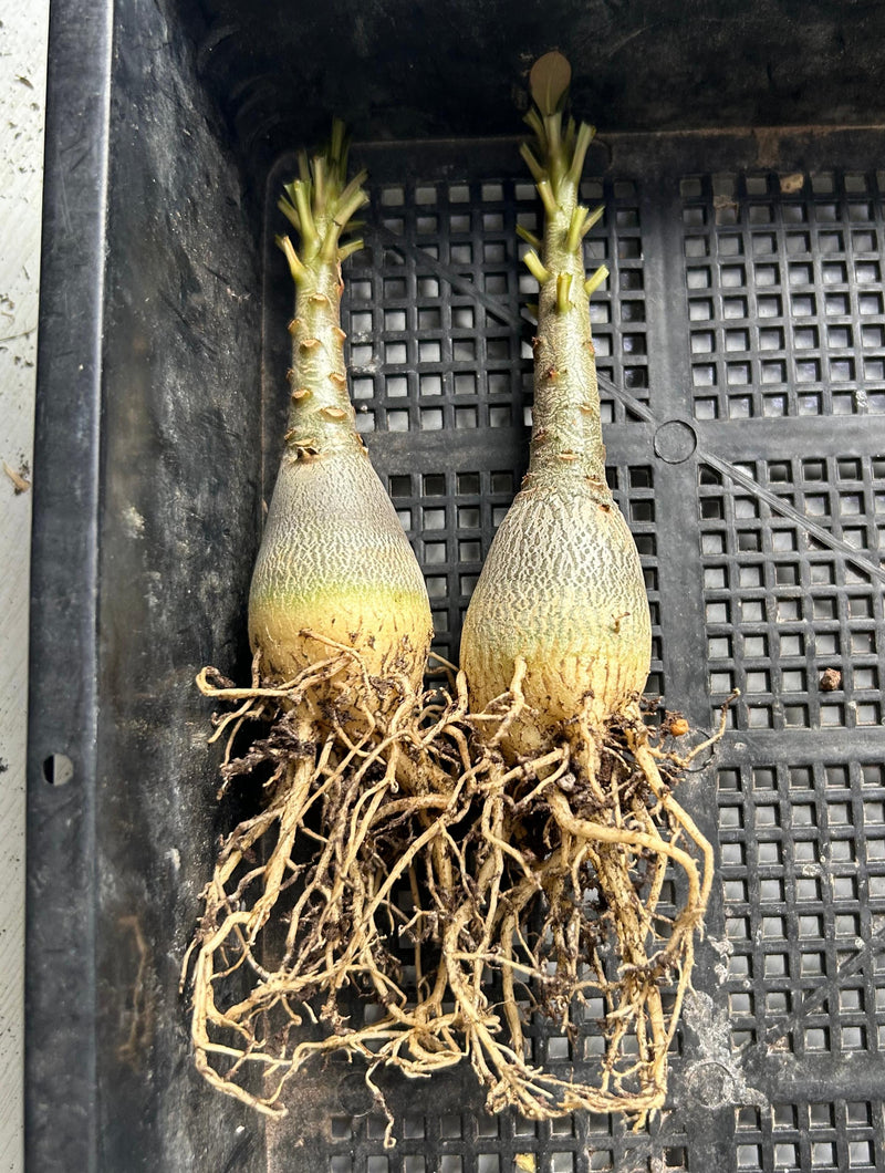 Adenium socotranum | Bare-root display