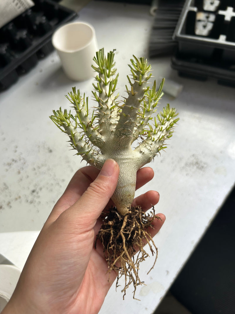 Pachypodium inopinatum | Bare-root display