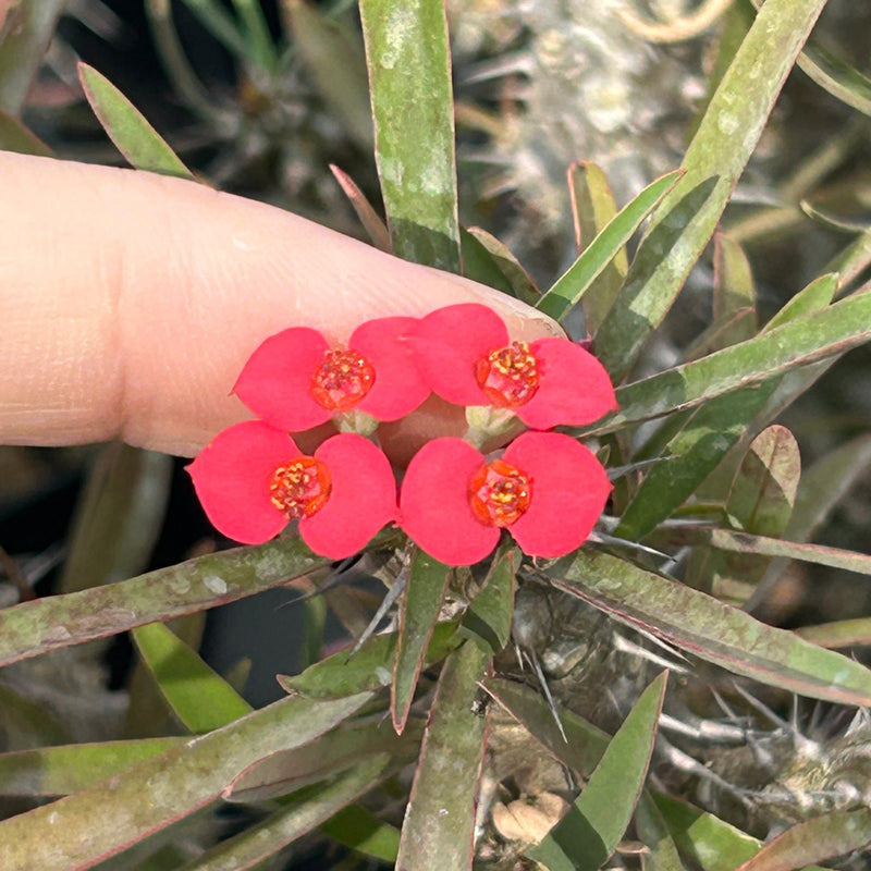 Euphorbia gottlebei | Flower Photo