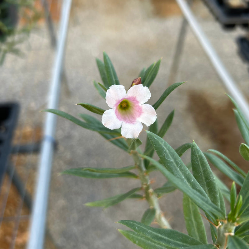 Pachypodium bispinosum | Flower Photo