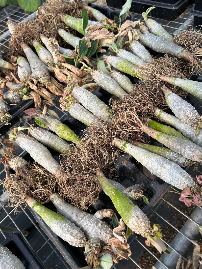 Euphorbia ankarensis | Bare-root display