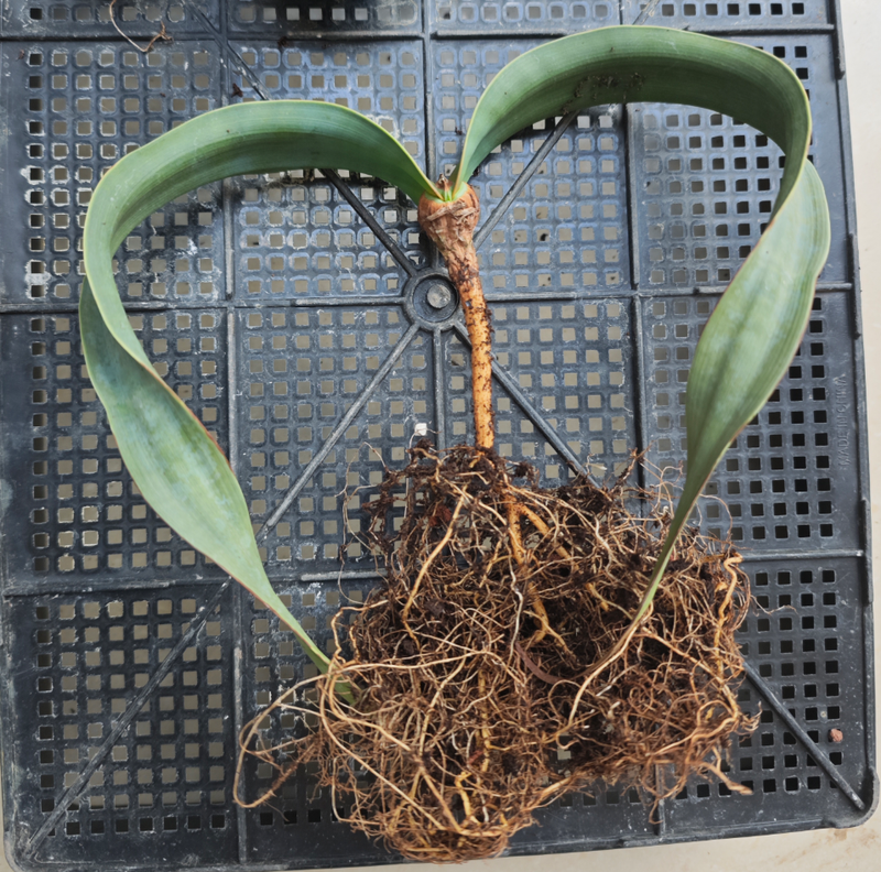 Welwitschia mirabilis | Root System