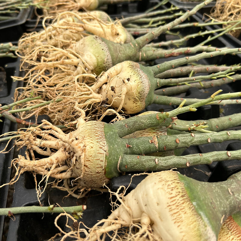 Adenia glauca | Bare-root display-Bare-root plants photo collection-BotanicalCollector