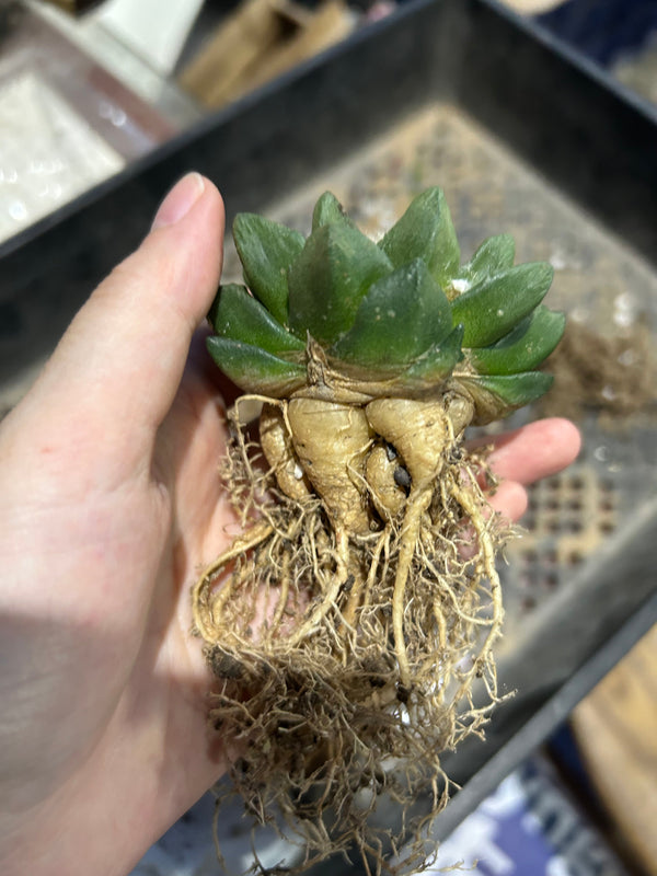 Ariocarpus scapharostrus | Bare-root display
