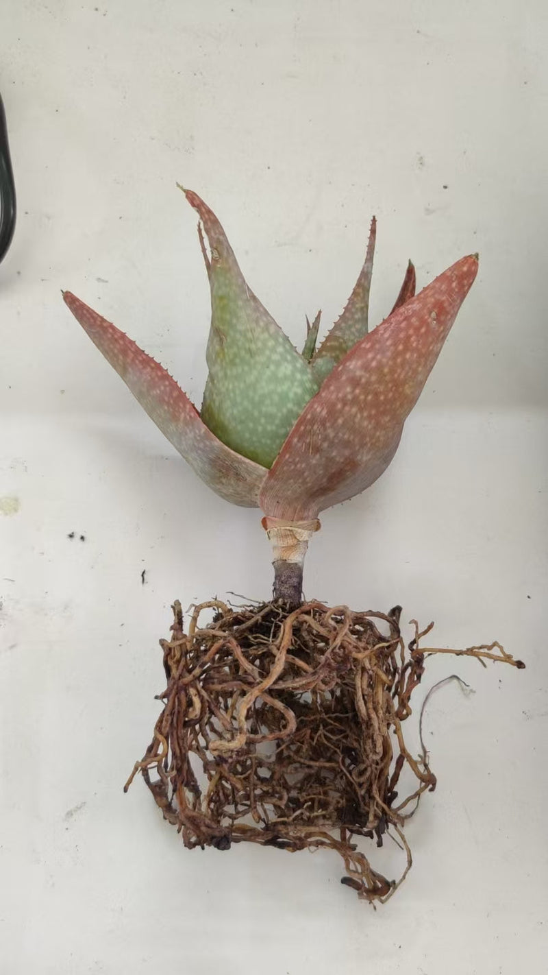 Aloe imalotensis bare-root specimen showing rosette leaves and exposed roots