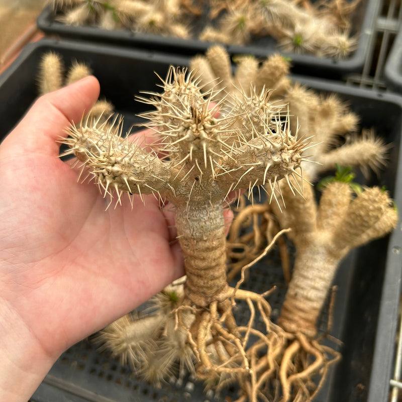 Euphorbia guillauminiana Cutting | Bare-root display-Bare-root plants photo collection-BotanicalCollector