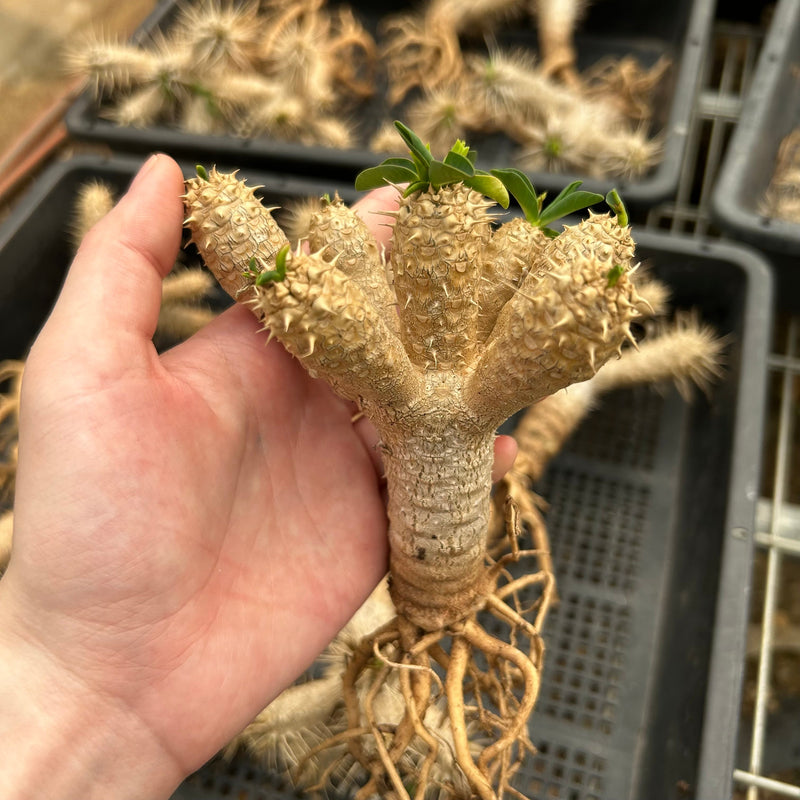Euphorbia guillauminiana Cutting | Bare-root display