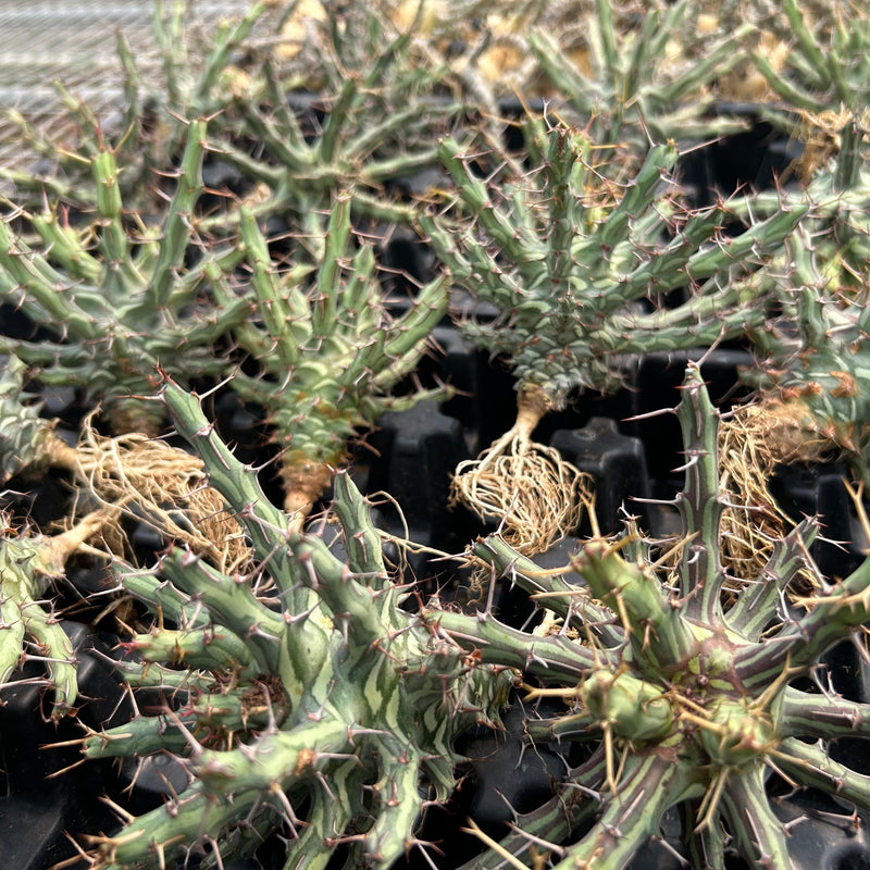 Euphorbia schizacantha | Bare-root display-Bare-root plants photo collection-BotanicalCollector
