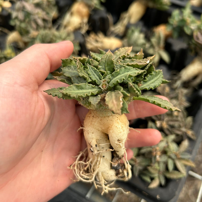 Euphorbia tulearensis | Bare-root display-Bare-root plants photo collection-BotanicalCollector