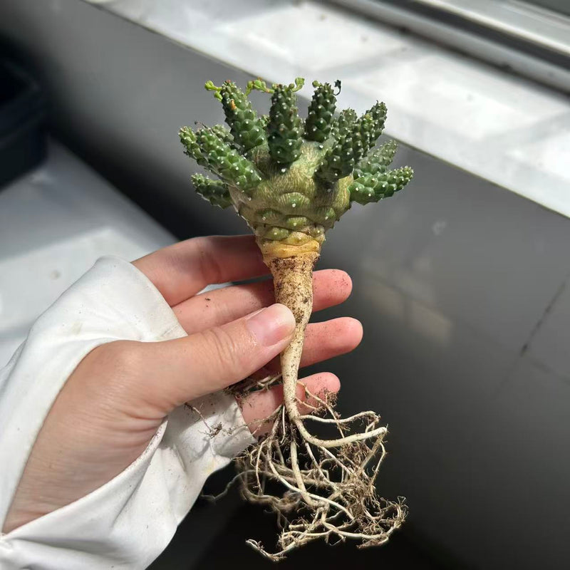 Euphorbia gamkensis | Bare-root display