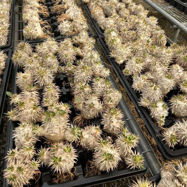 Pachypodium eburneum | Bare-root display-Bare-root plants photo collection-BotanicalCollector