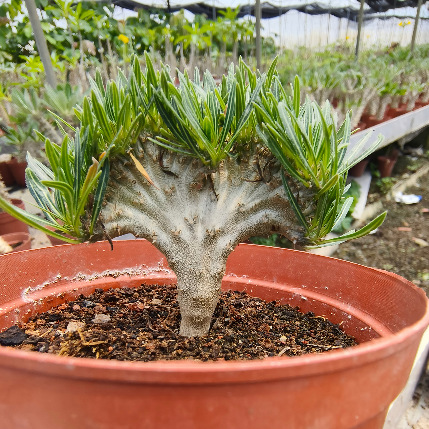 Crested Plants - BotanicalCollector — BotanicalCollector