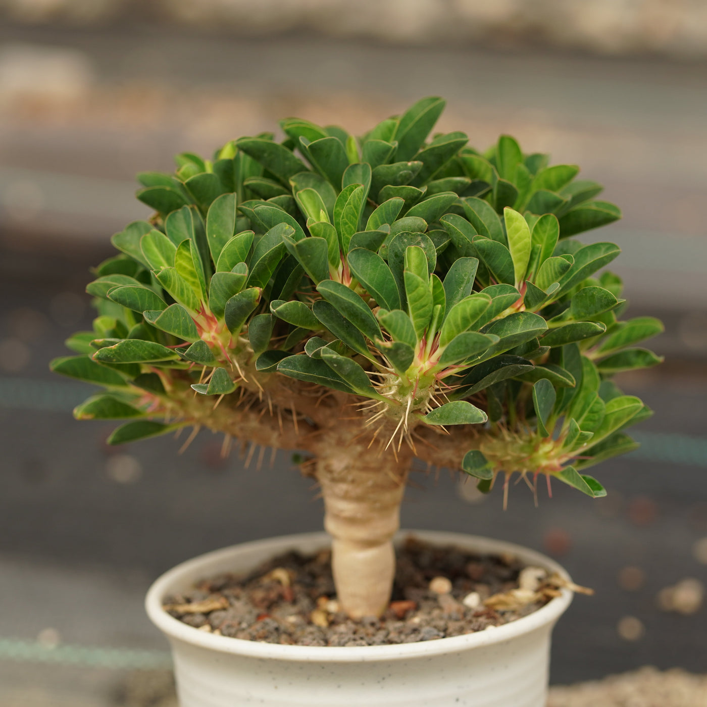 Euphorbiaceae Plants - BotanicalCollector — BotanicalCollector