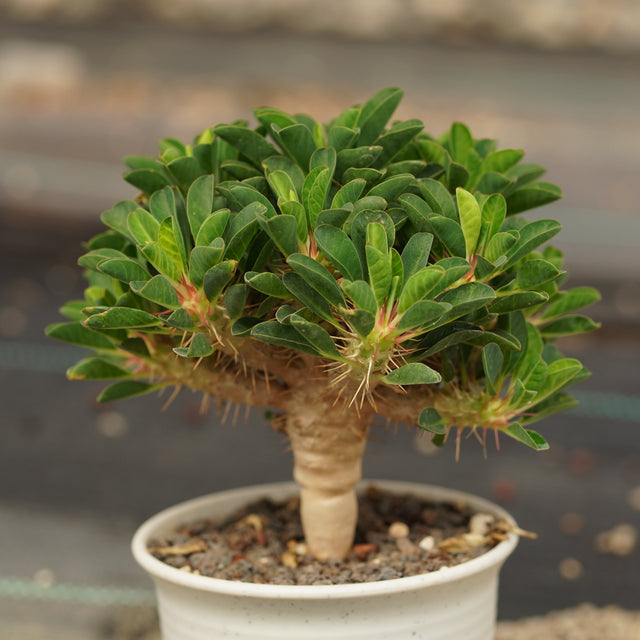 Euphorbiaceae Plants - BotanicalCollector